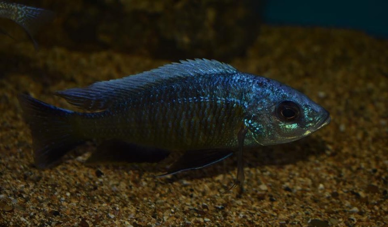 Otopharynx tetraspilus